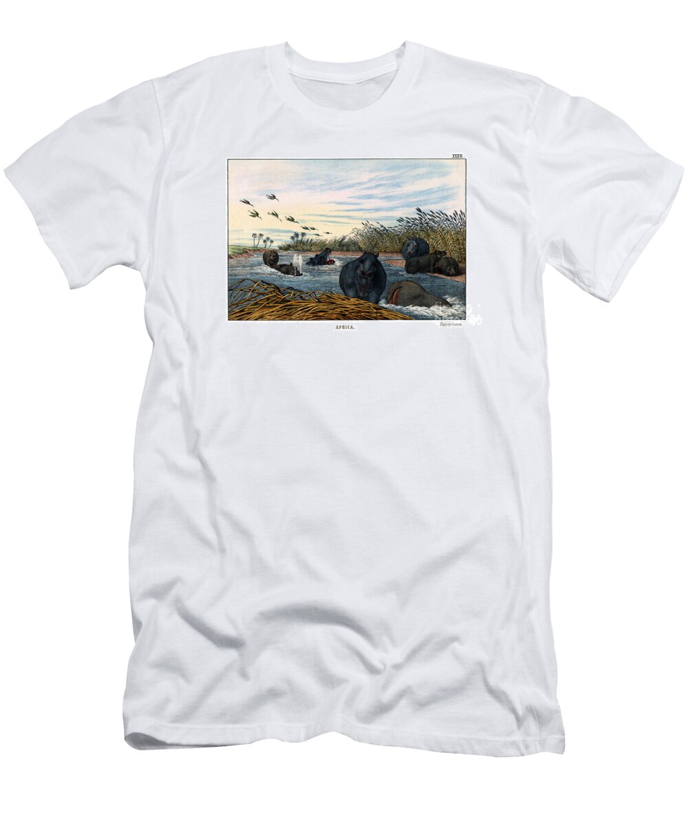 Hippopotamus 1860 English School T-Shirt