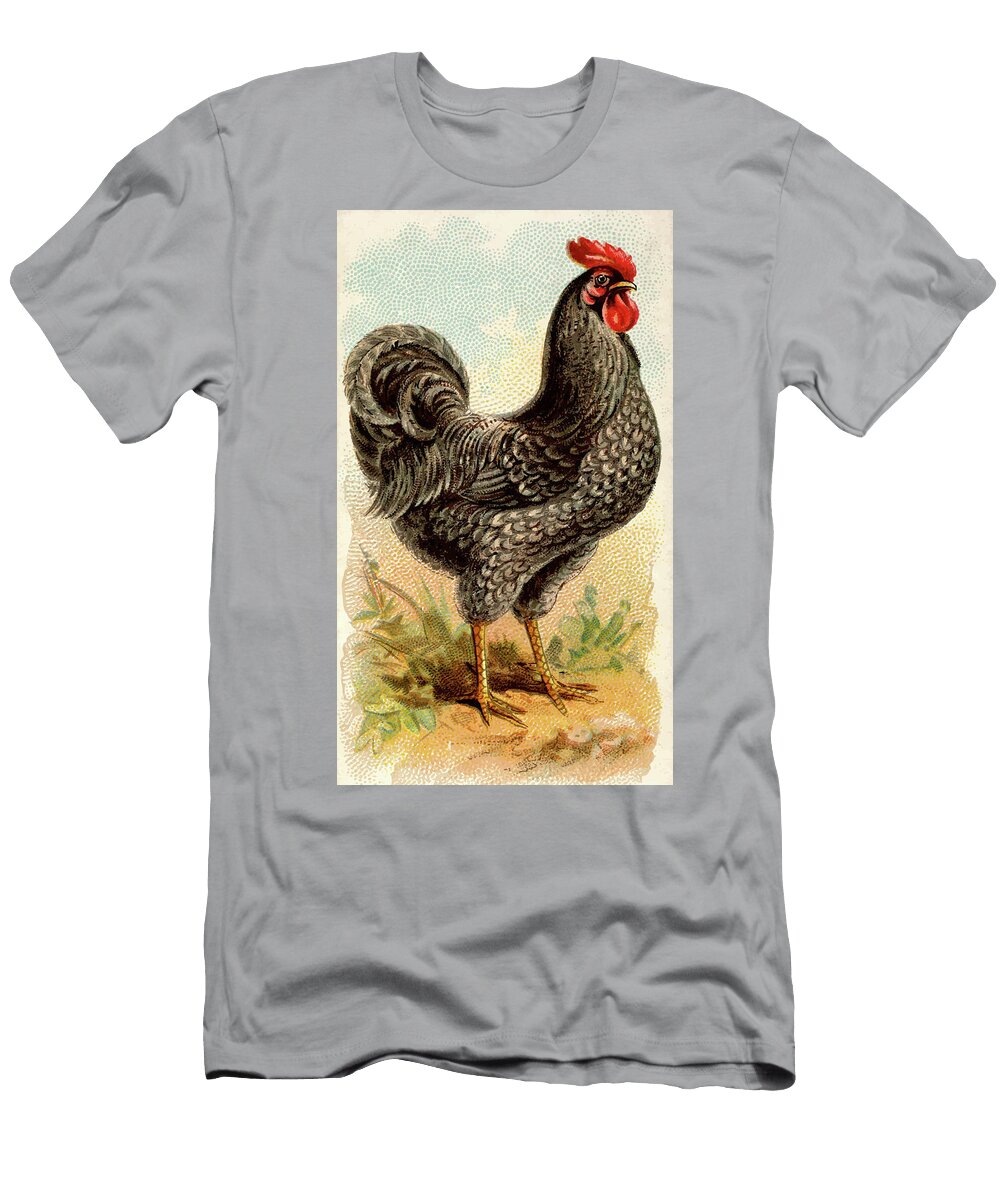 Plymouth Rock Chicken Vintage Animal Illustration Vintage Animal Illustrations T-Shirt